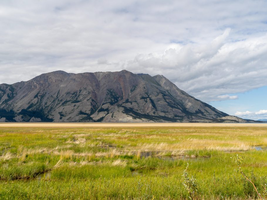 Sumpfige Ebene bei der Mündung in den Kluane Lake. Dahinter: Der Schafberg mit den Dall Sheep.