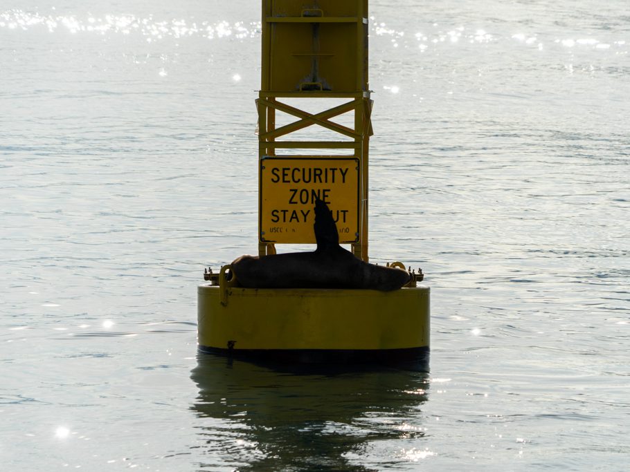 Der Seelöwe auf der Boje scheint uns ein Zeichen zu geben - Stay out!