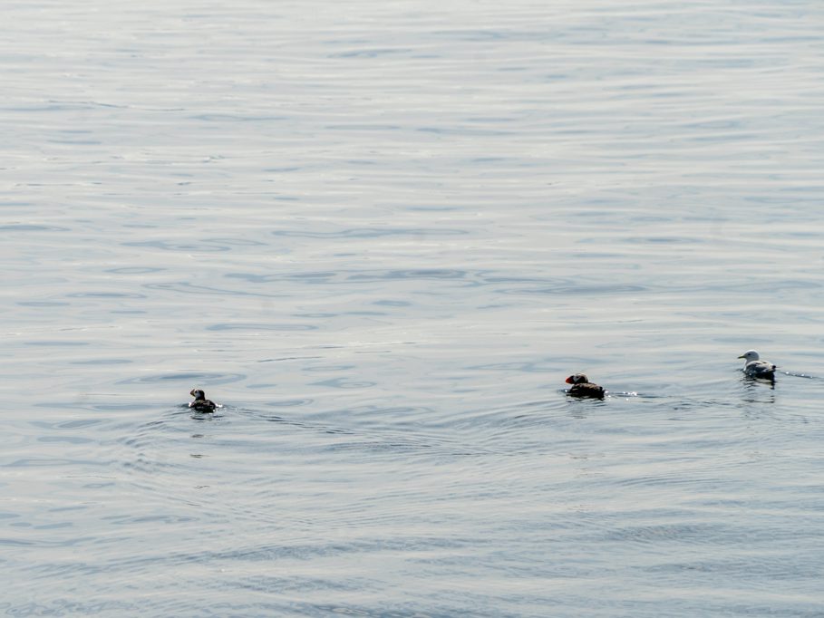 Zwei horned Puffins und eine Möwe