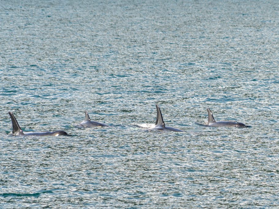 Orcas: Weibchen mit Jungtieren