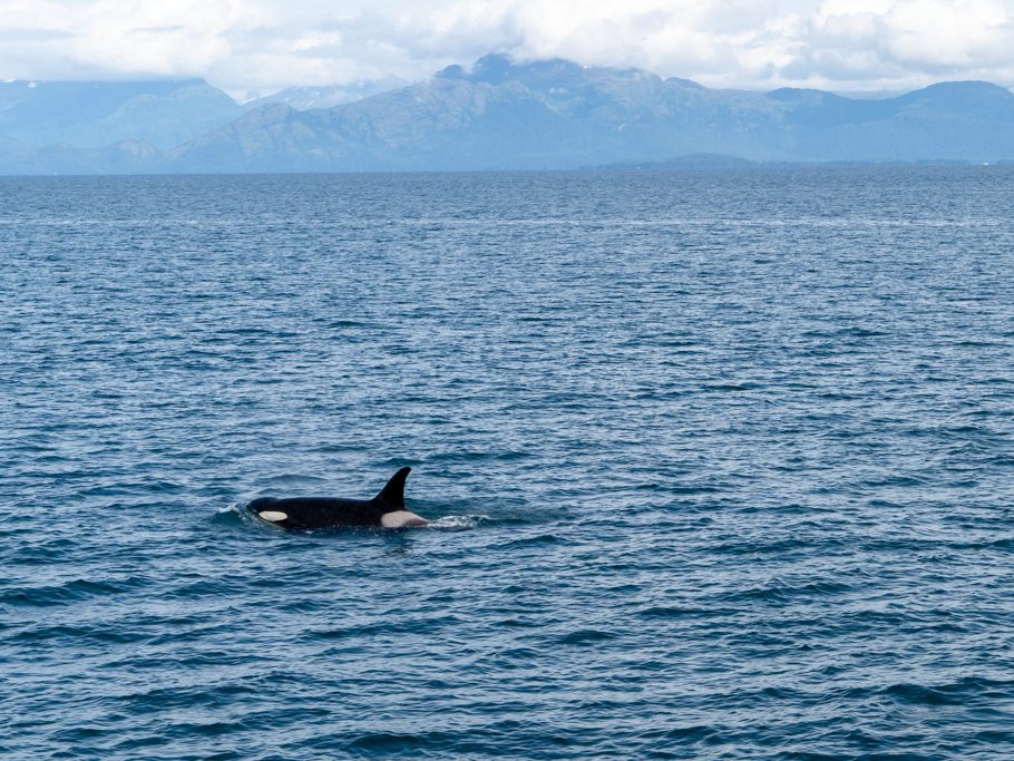 Orca-Weibchen