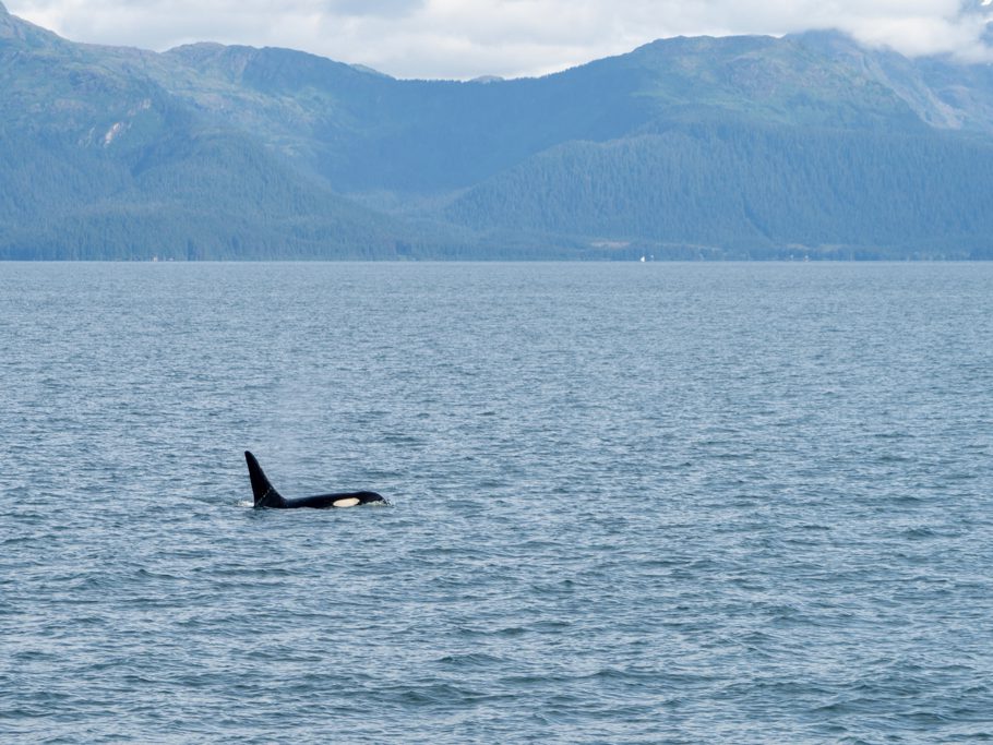 Orca-Männchen, erkennbar an der grossen Finne