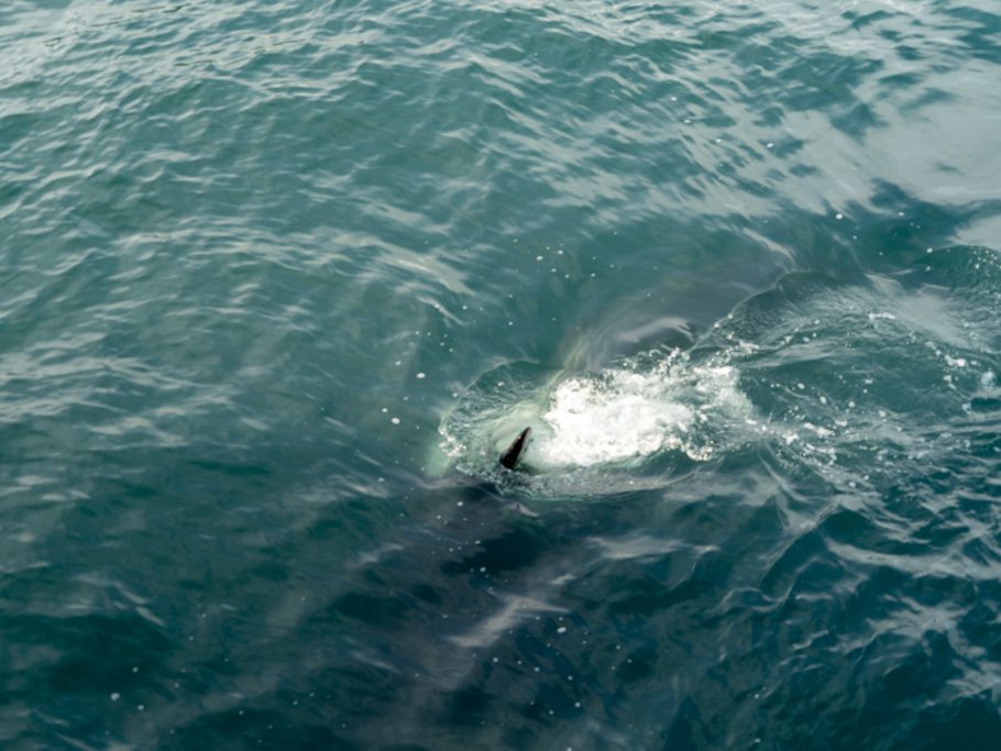 Der Orca taucht unter die Valdez Spirit