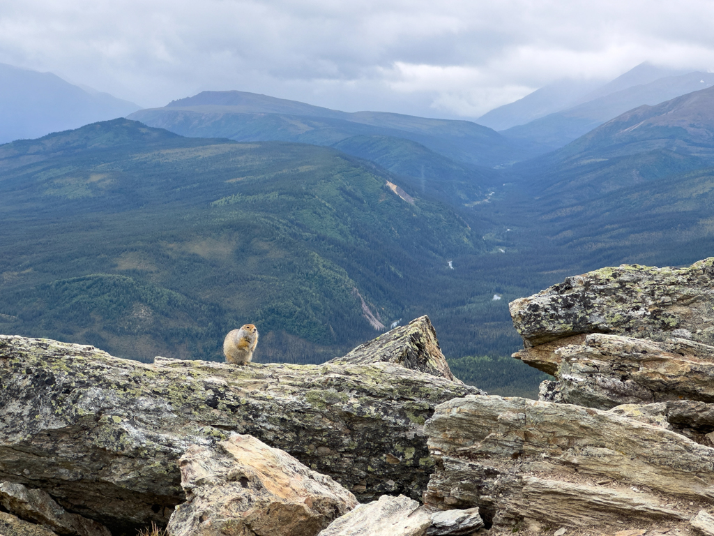 Ein arktisches Ziesel posiert fotogen beim Overlook