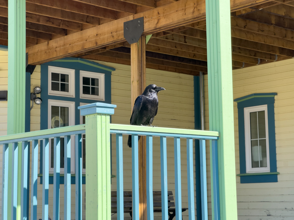 Ein "gelehriger" Rabe vor der Uni in Dawson City