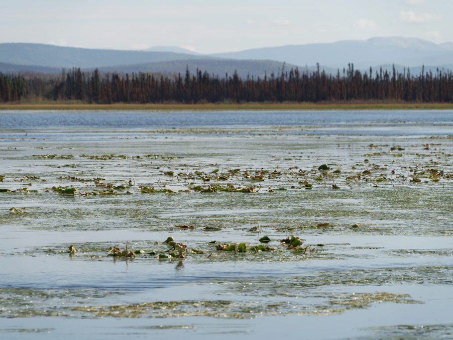 Pflanzen wuchern im seichten Gravel Lake