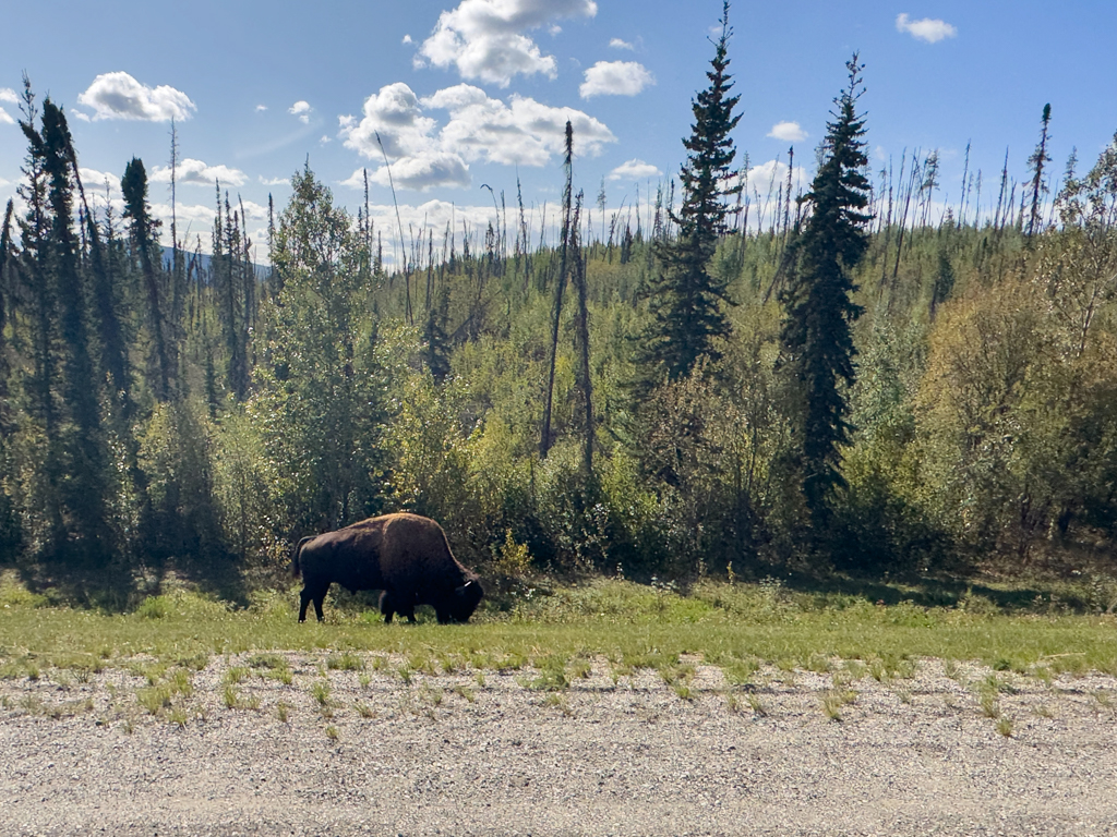 Ein Bisonbulle steht am Strassenrand