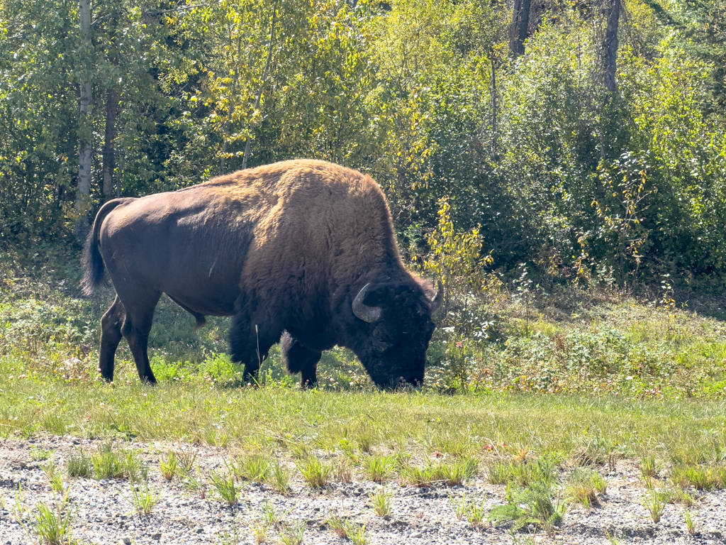 Ein Prachtexemplar von einem Bison!