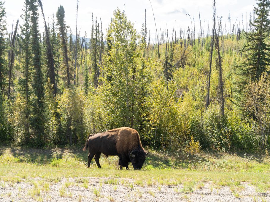 Ein Bison äst neben der Strasse