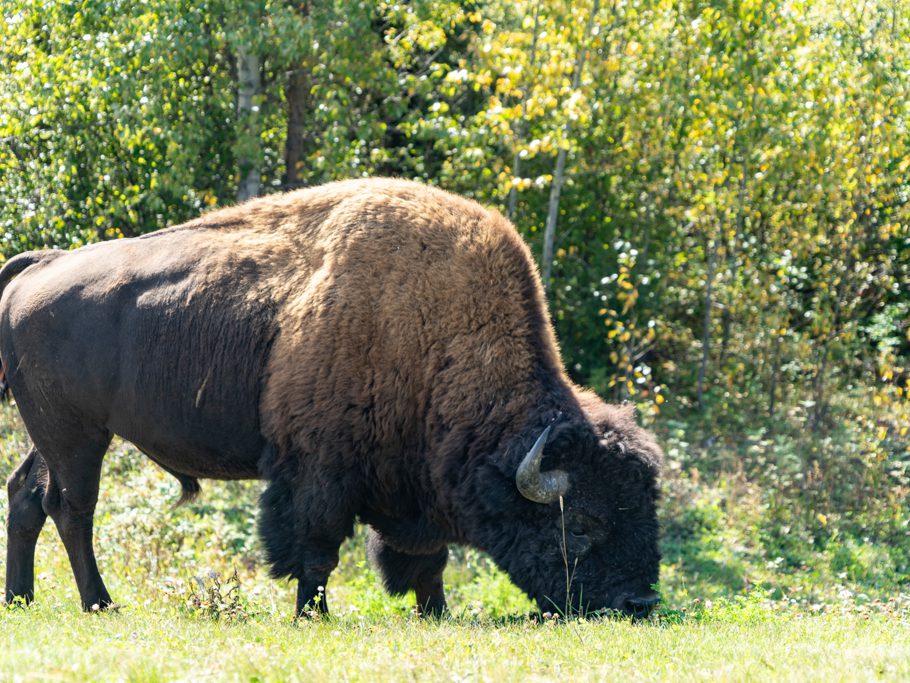 Ein grosser Bison-Bulle!