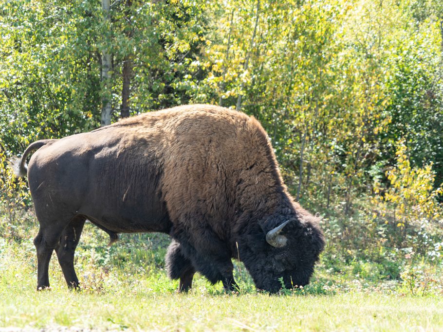 Den Bison-Bullen scheint nichts aus der Ruhe zu bringen...