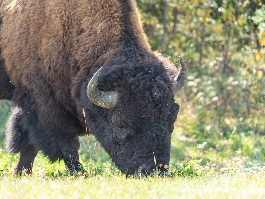 Friedlich grast er neben dem Alaska Highway