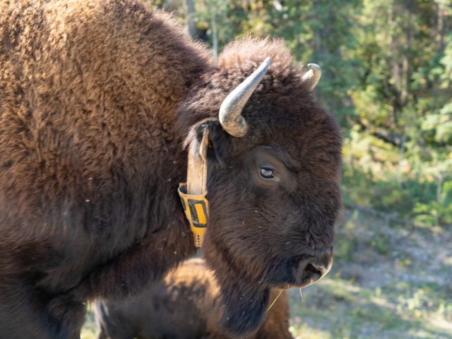 Einzelne Tiere sind mit einem Sender ausgerüstet
