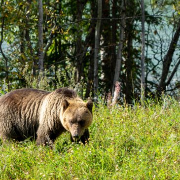 Watch for Wildlife!