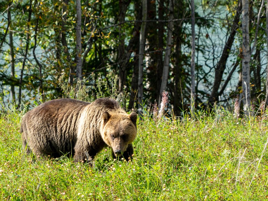 Ein Grizzly taucht am Strassenrand auf