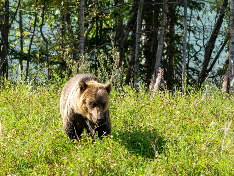 Er frisst in aller Seelenruhe weiter