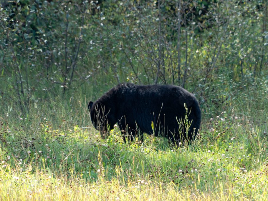 Schwarzbär am Alaska Highway