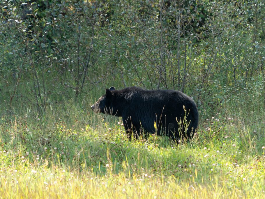 Schwarzbär am Alaska Highway