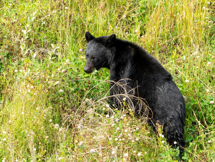 Schwarzbär am Alaska Highway