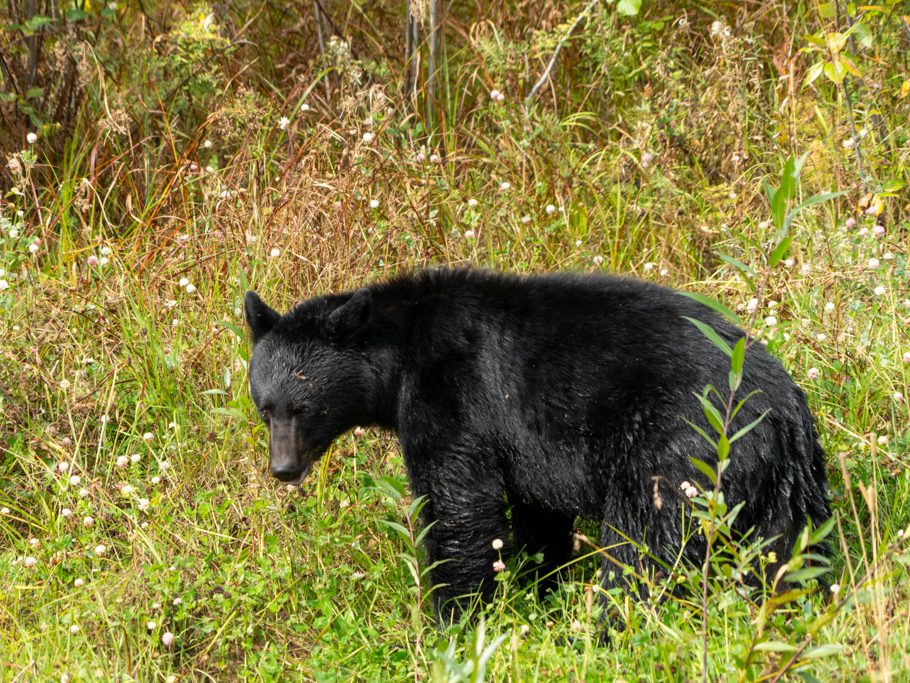 Schwarzbär mampft Klee-Blüten