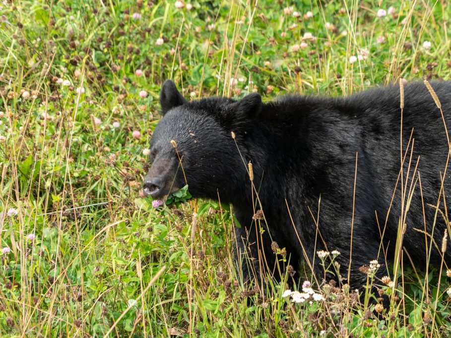 Fast wie eine Kuh - so schnell frisst der Schwarzbär die Kleeblüten