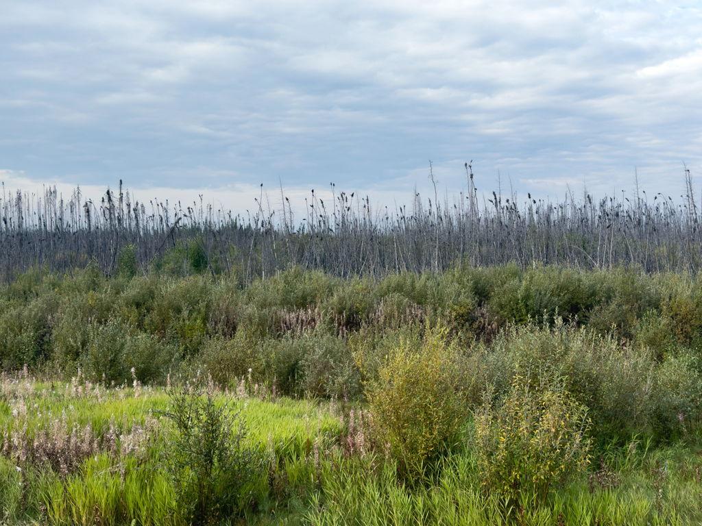 Vor einigen Jahren verbrannter Wald am Alaska Highway