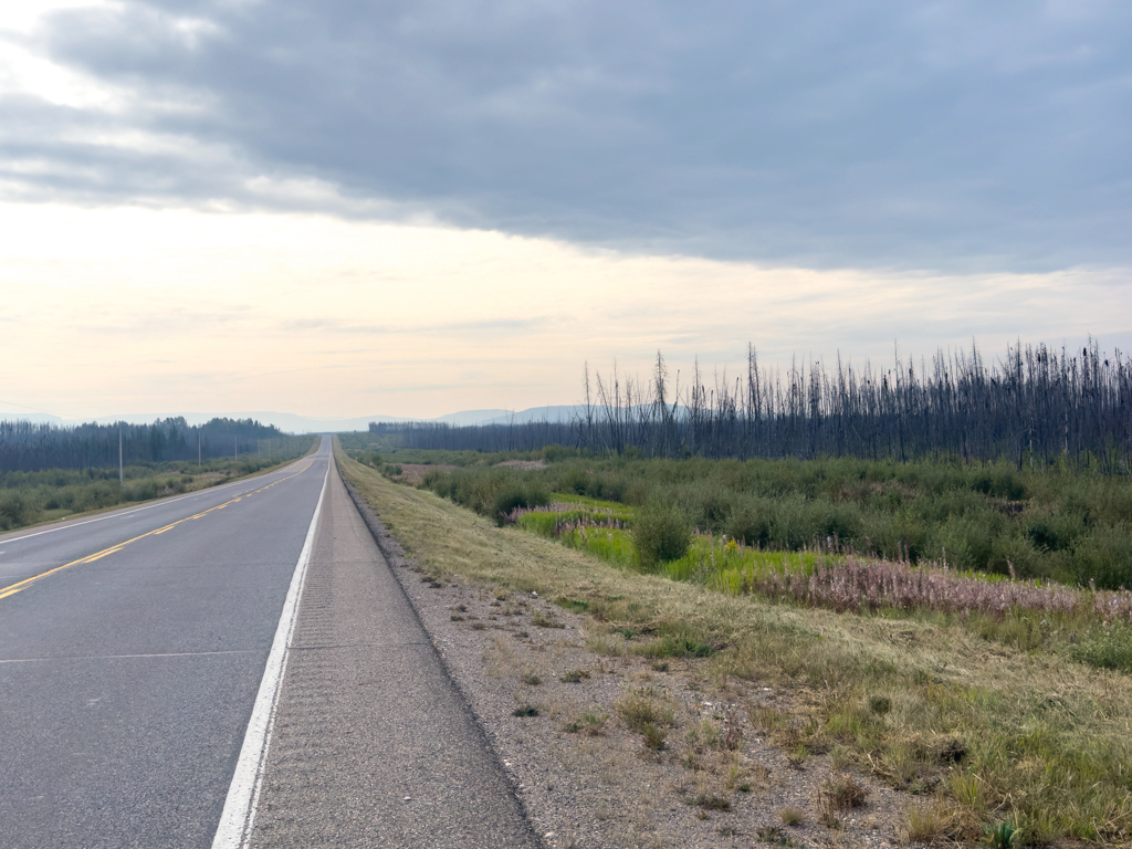 Vor einigen Jahren verbrannter Wald am Alaska Highway