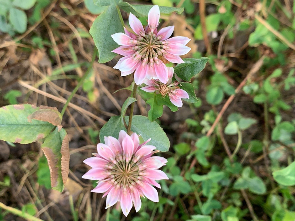 Schweden-Klee - Trifolium hybridum