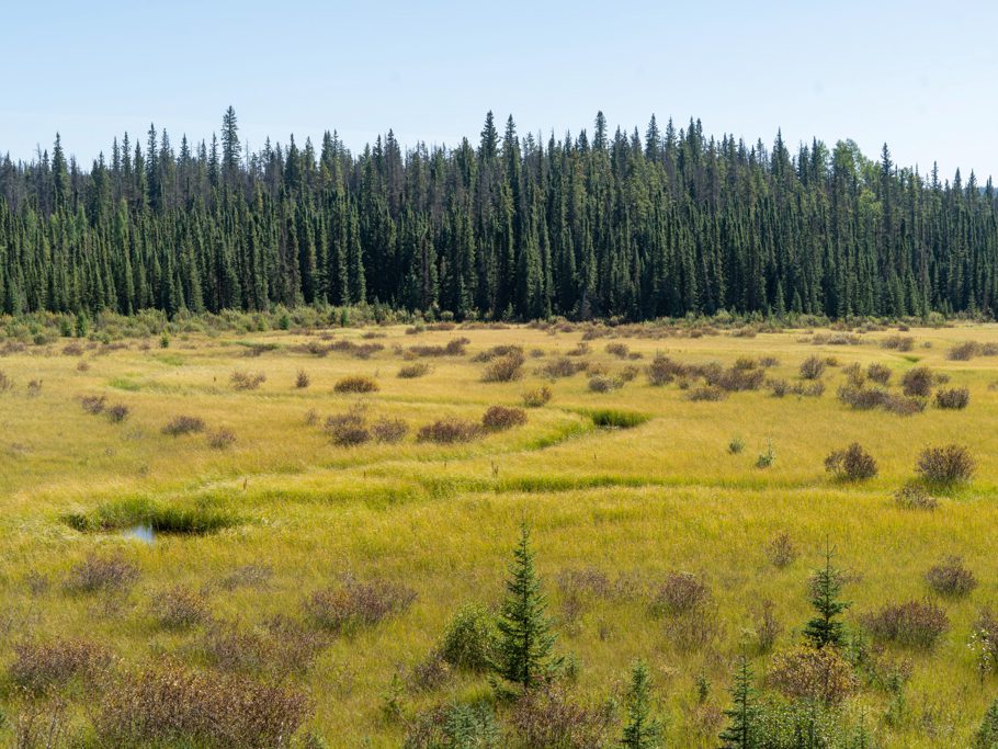 Sumpfige Ebene im Switzer Provincial Park