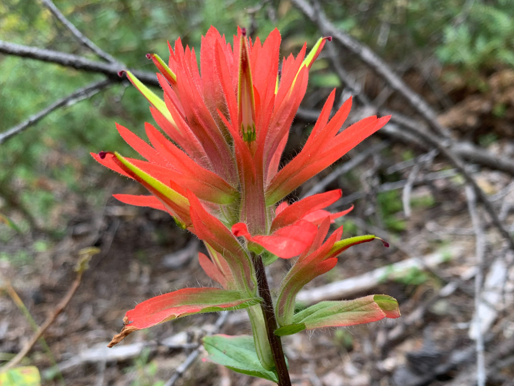Indian Paintbrush - Castilleja