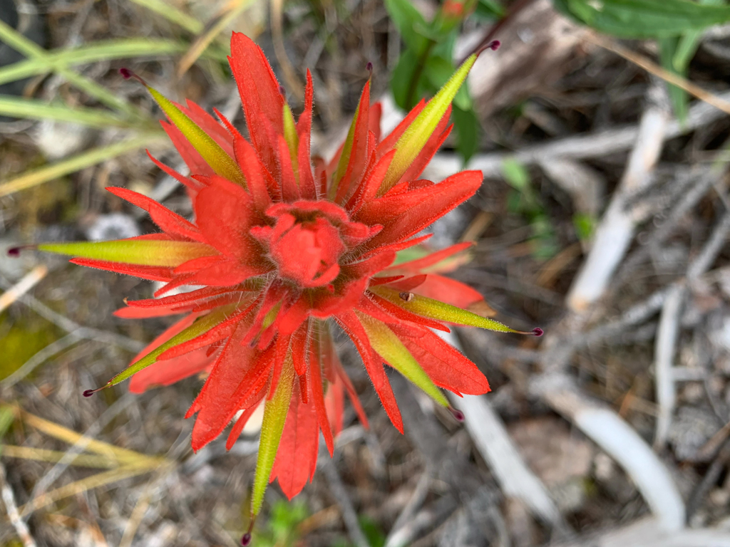 Indian Paintbrush