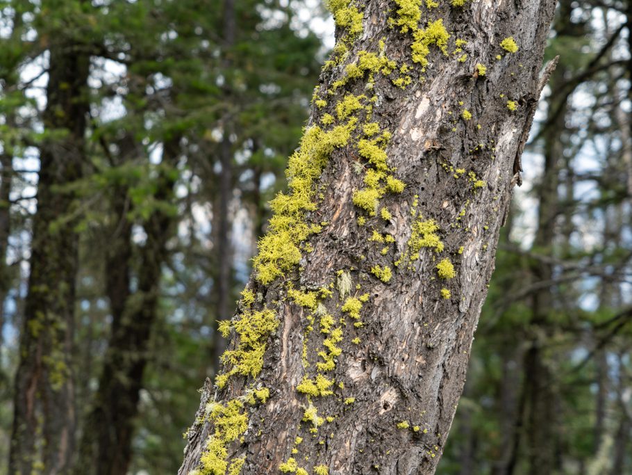 Neonfarbige Flechte: Wolfsflechte - Letharia vulpina