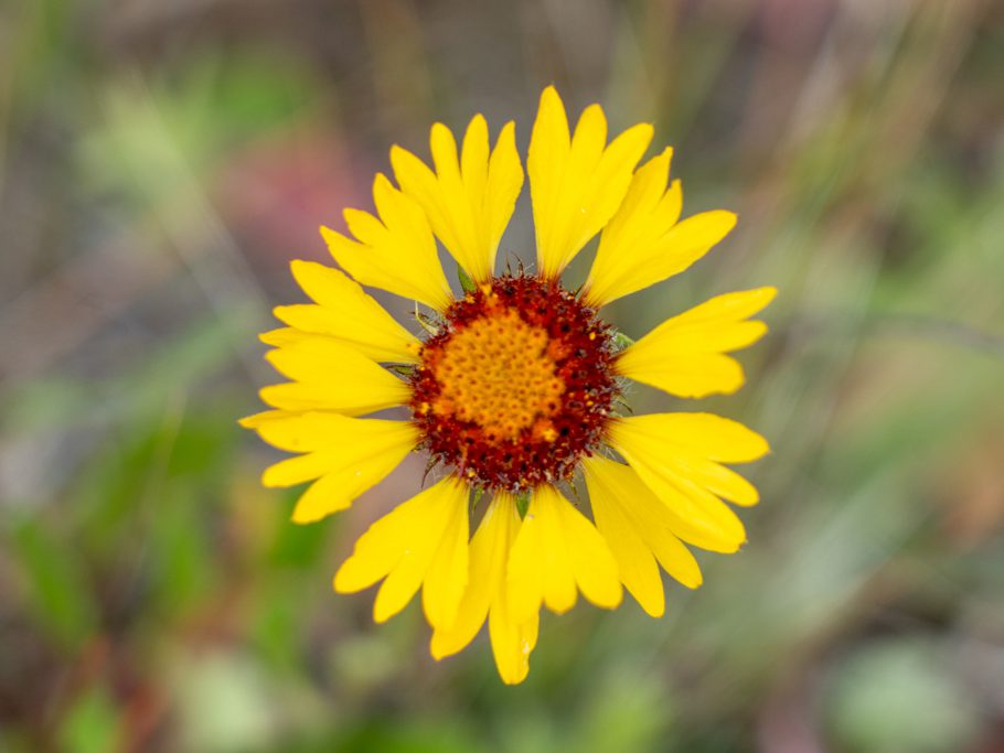 Gaillardia aristata