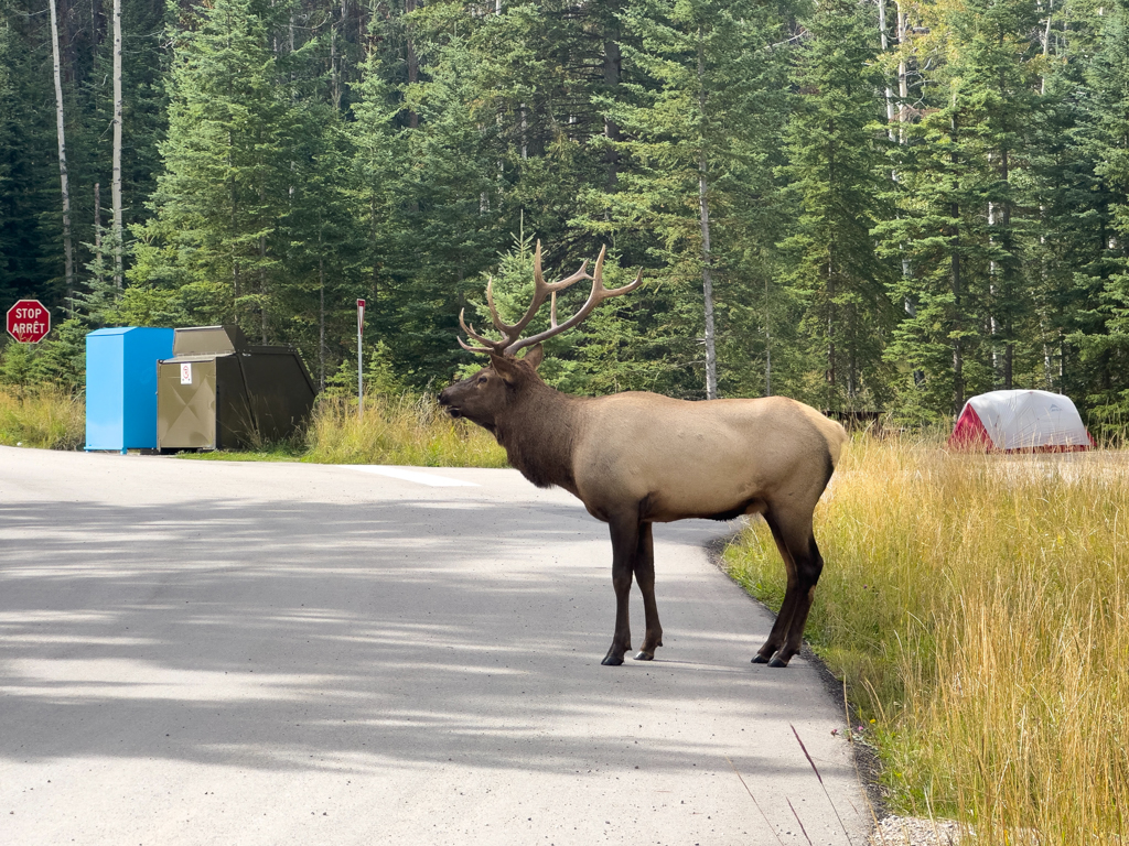 Wapiti - Cervus canadensis, auf dem Whistler Campingplatz in Jasper