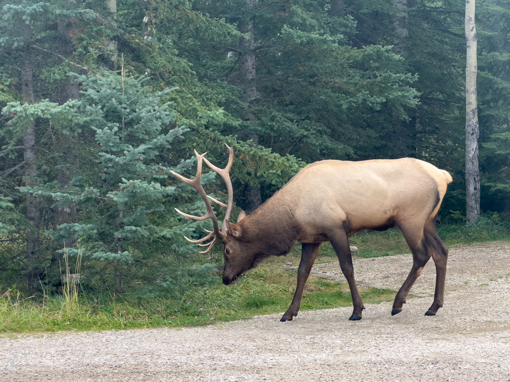 Wapiti - Cervus canadensis, auf dem Whistler Campingplatz in Jasper