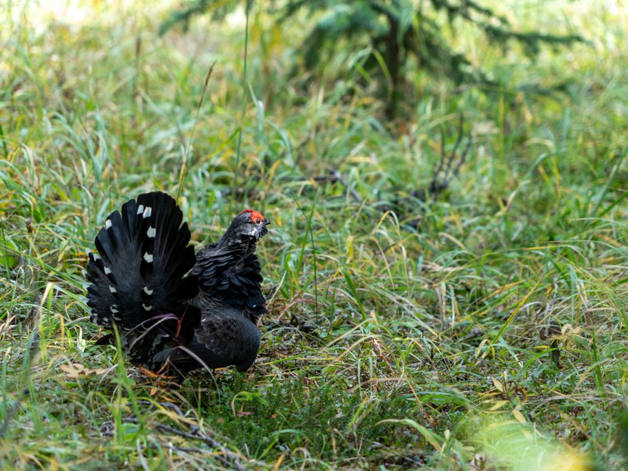 Tannenhuhn, Männchen am Balzen, Falcipenis canadensis