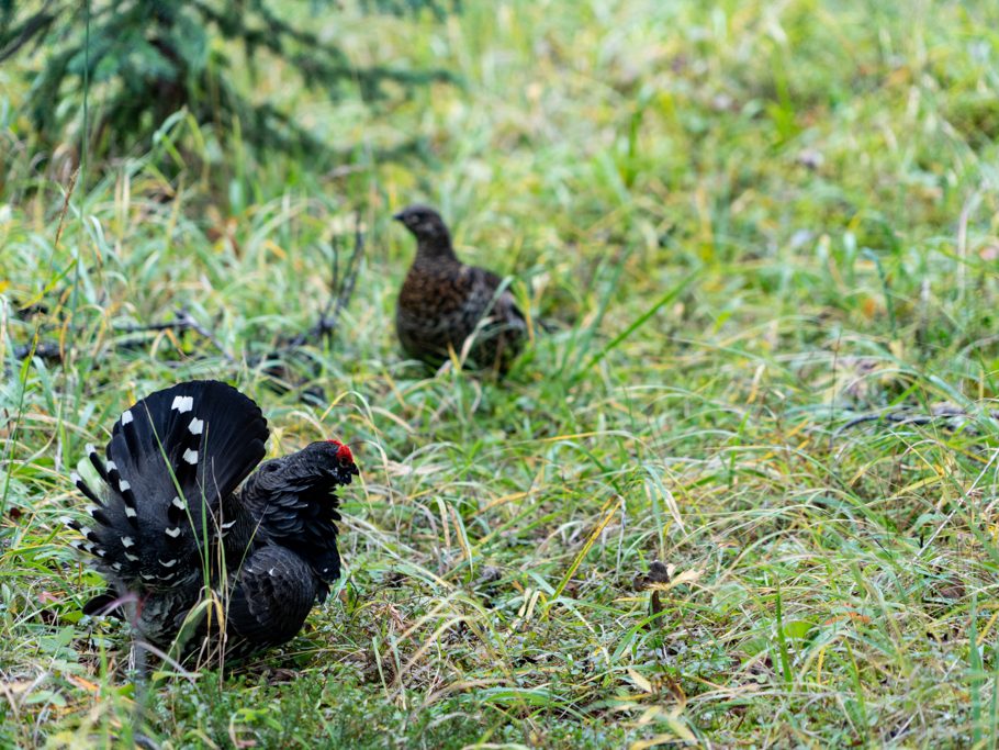 Tannenhuhn-Paar am Balzen