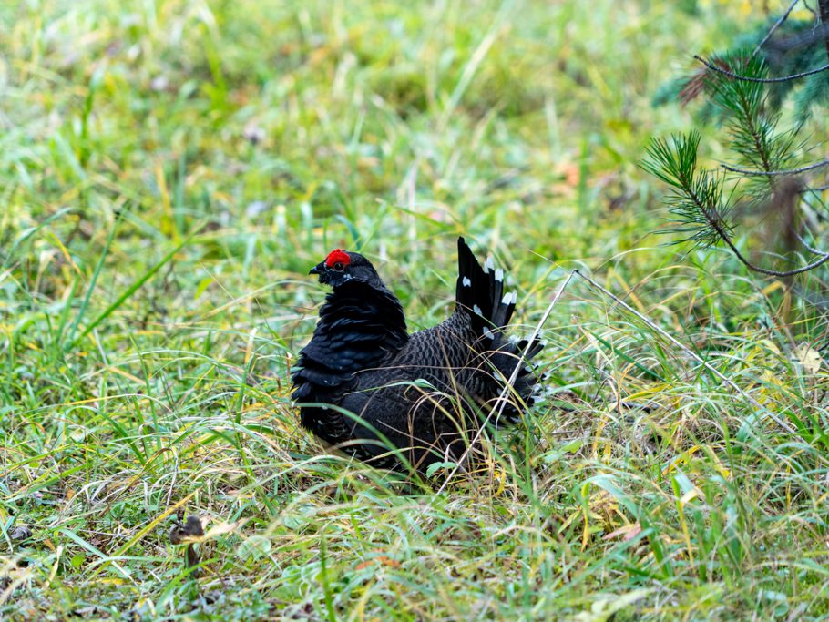 Tannenhuhn, Männchen am Balzen, Falcipenis canadensis