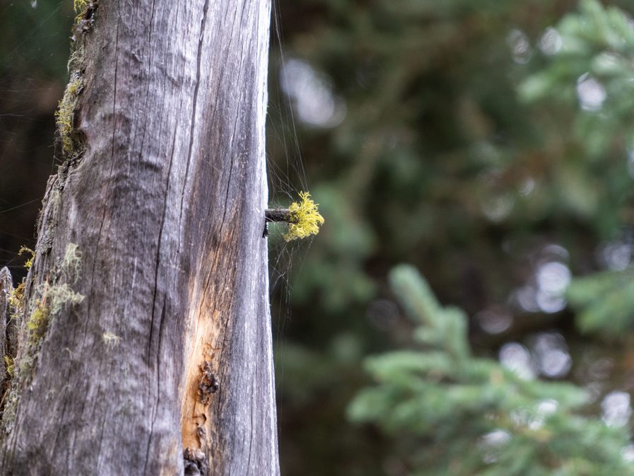 Flechte mit Spinnweben an abgestorenem Baumstamm