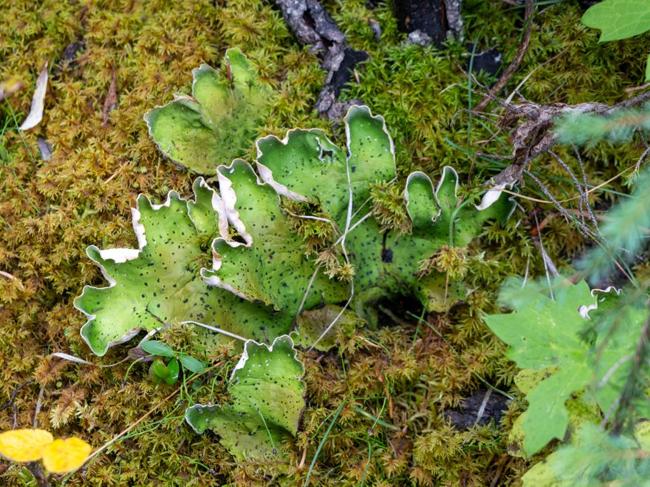 Schöne Lungenflechte - Lobaria pulmonaria