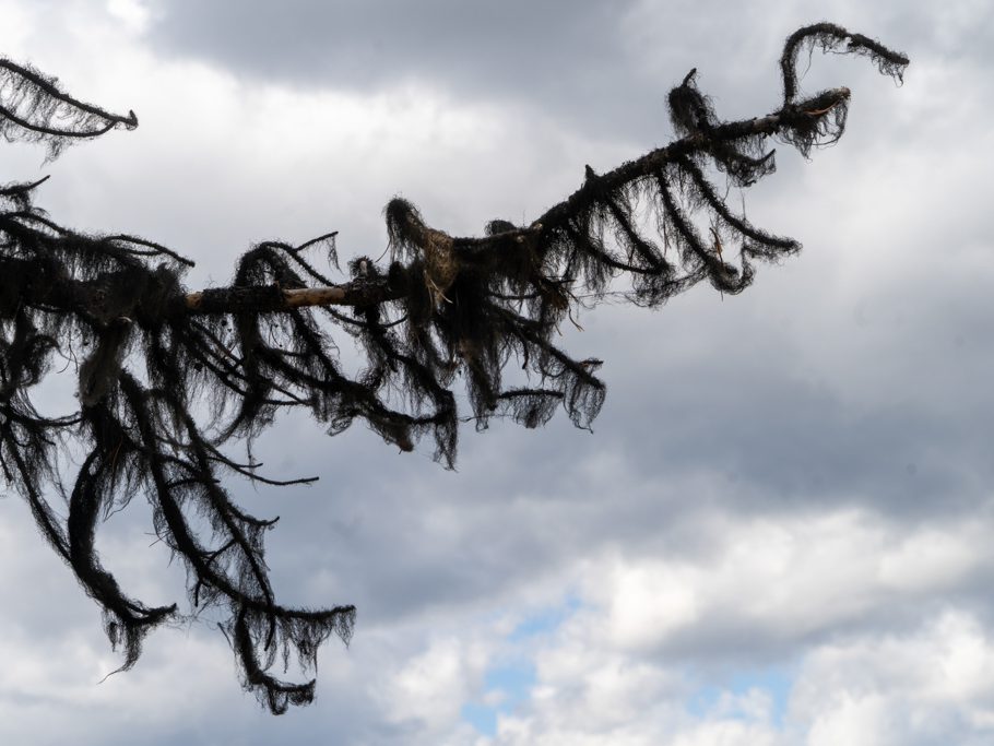 Schwarze Flechten bedecken die abgestorbenen Nadelbaum-Äste