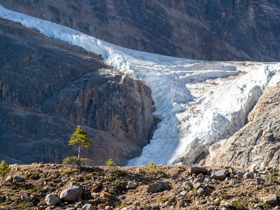 Etwas Grün auf dem Rand des Clavell Gletscher Sees
