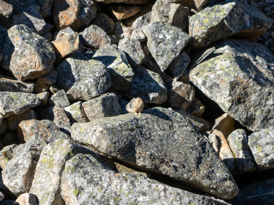 Kleines süsses Mountain Raubtier das sich in der Sonne wärmt