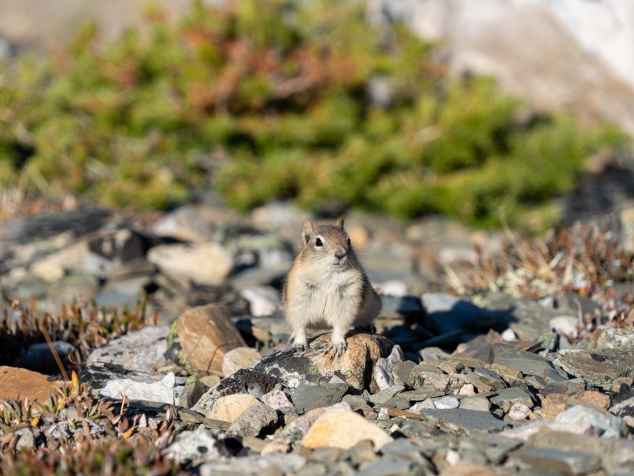Neugieriges dickes und gut genährtes Squirrl