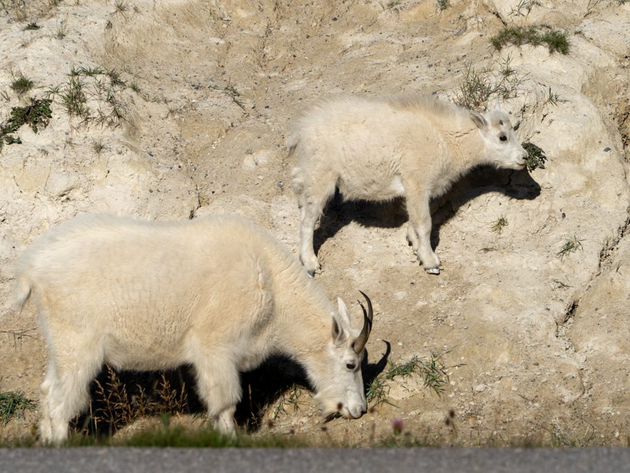 Mountain Goats - weisse Bergziegen