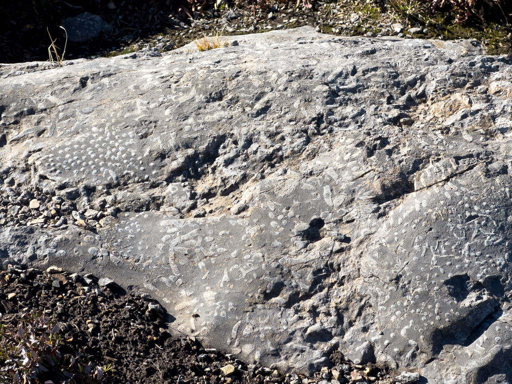 Urzeitliche Spuren während der Rampard Ridge Wanderung