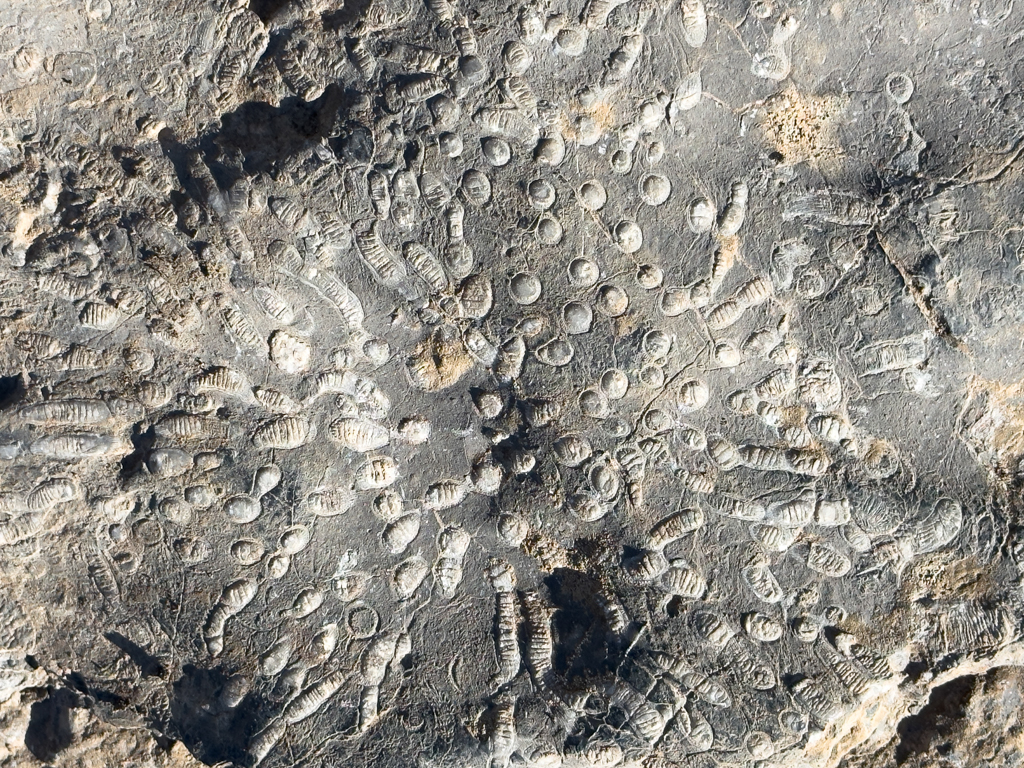 Spuren aus der Urzeit auf der Parker Ridge Wanderung