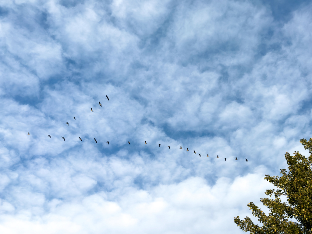 Die Graugänse fliegen in Formation in Richtung Süden