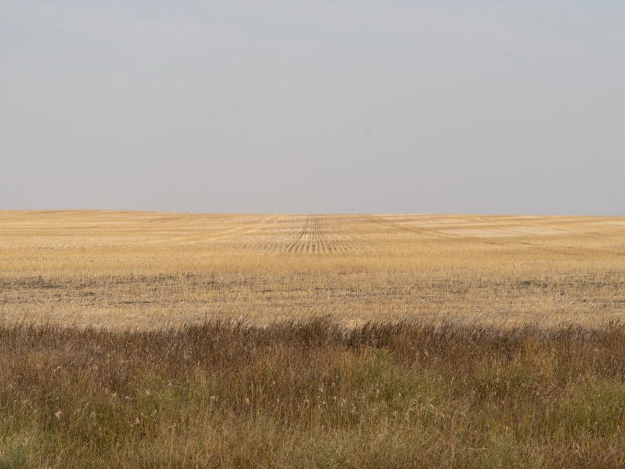 Abgemähtes Getreidefeld um Drumheller