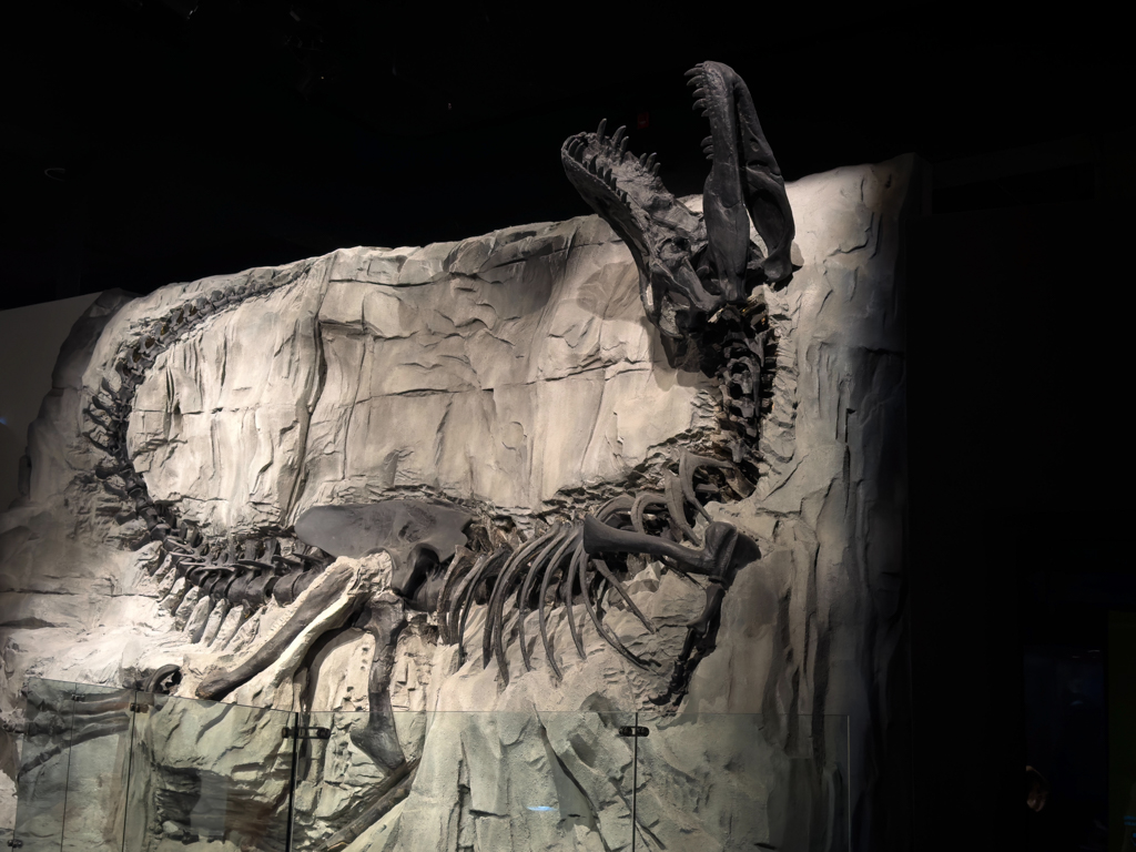 Raptor Fossil im Royal Tyrell Museum